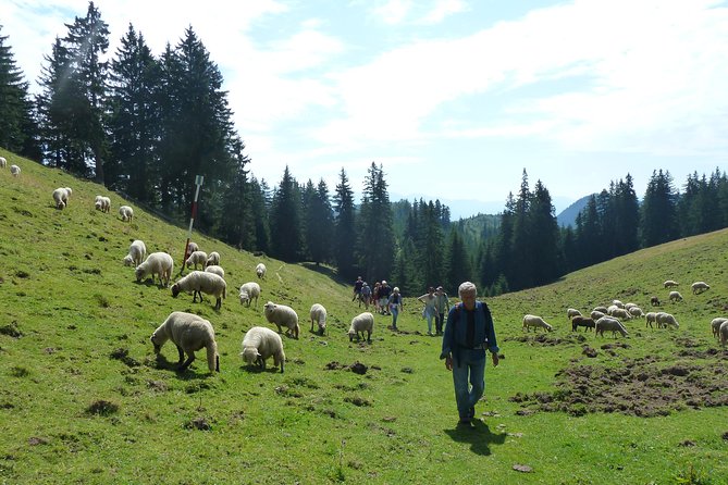 Carpathians in Romania: Piatra Craiului National Park with native Spanish guide. - What Nacho adds to the day