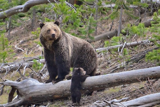 Chauffeur Service in Bucharest - Danube Delta, Black Sea, and wildlife outings