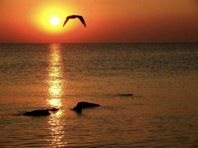 Constanta: Full Day Tour from Bucharest to the Black Sea - Key points before you book