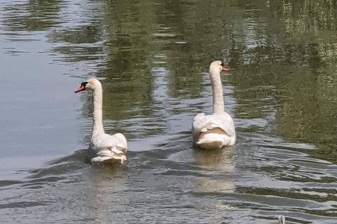 Daily Tours in the Danube Delta - Camely Cruise - Why a Slow Cruise Works Well in the Danube Delta