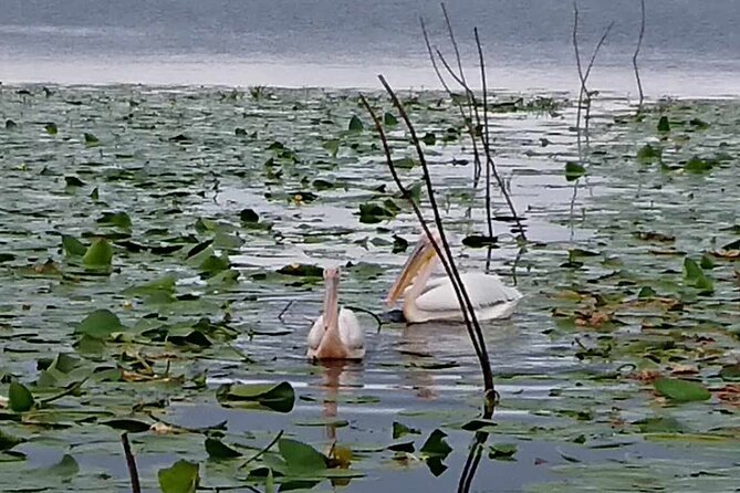 Daily Tours in the Danube Delta - Camely Cruise - The Camely Boat and Onboard Comfort