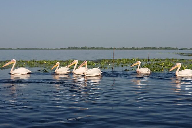 Daily Tours in the Danube Delta - Camely Cruise - Lunch Costs Extra and Changes the Total Price