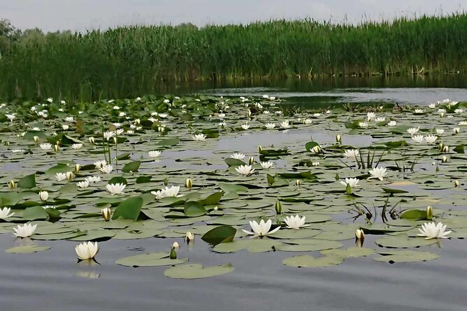 Daily Tours in the Danube Delta - Camely Cruise - Weather, Timing, and the Non-Refundable Booking