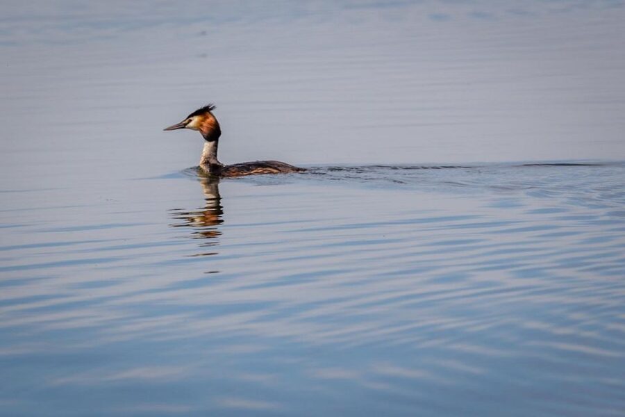 Danube Delta - 2-Day Tour from Bucharest - Key points at a glance
