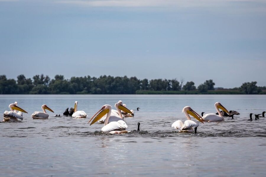 Danube Delta - 2-Day Tour from Bucharest - Entering the Danube Delta by boat
