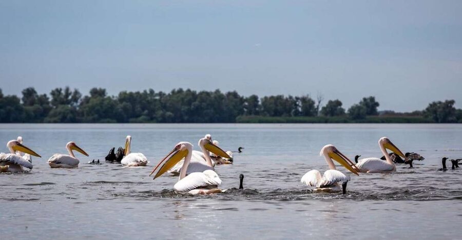 Danube Delta - 2-Day Tour from Bucharest - Choosing the right time for wildlife