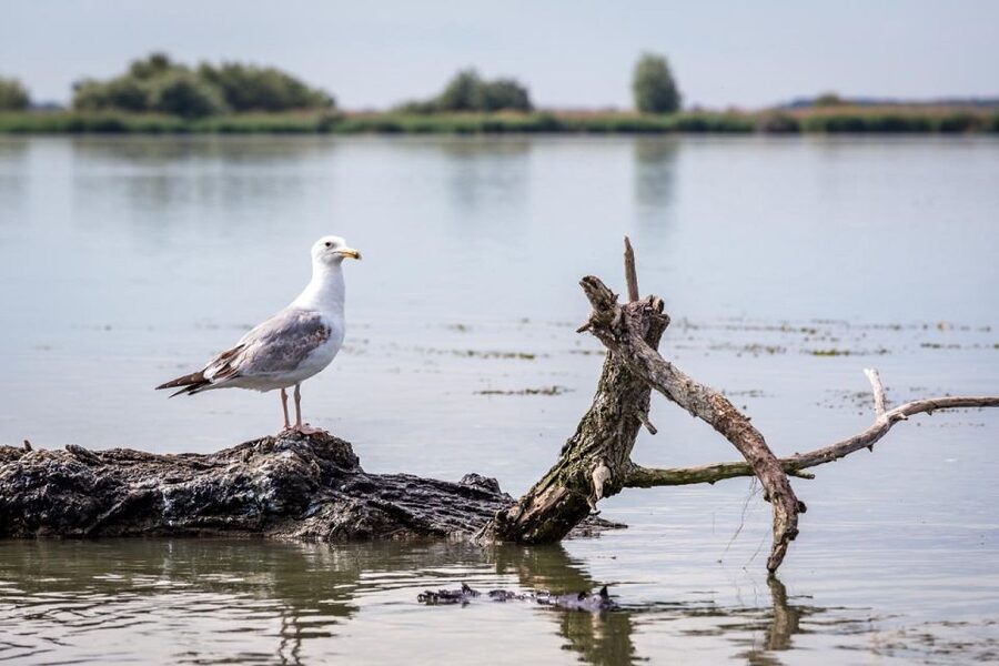 Danube Delta - 2-Day Tour from Bucharest - What the guide adds