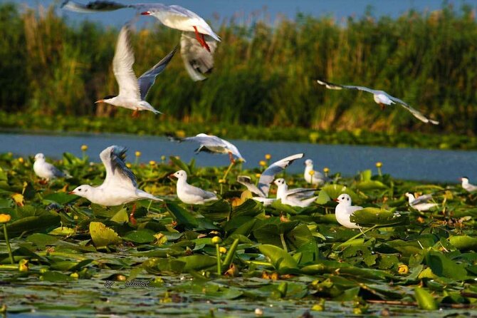 Danube Delta and Black See - 2 Days Private Tour from Bucharest - Four hours at Mamaia Beach