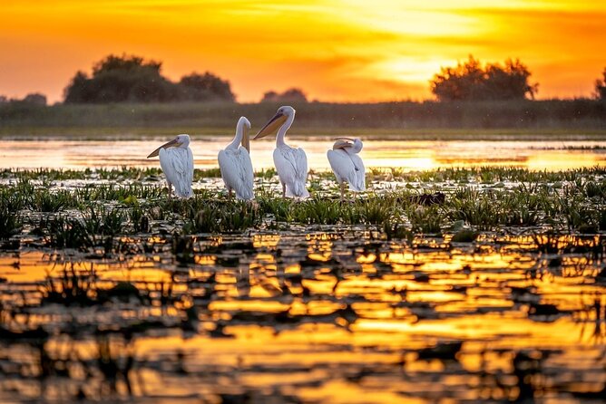 Danube Delta and Black See - 2 Days Private Tour from Bucharest - Overnight in Tulcea
