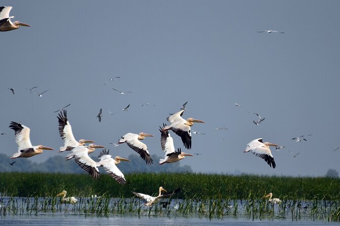 Danube Delta and Black See - 2 Days Private Tour from Bucharest - Six hours among the delta channels