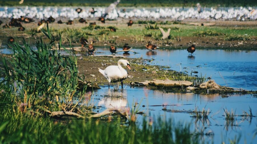 Danube Delta: Boat Tour Through the Water Lily Reserve - What makes this boat trip worth your time
