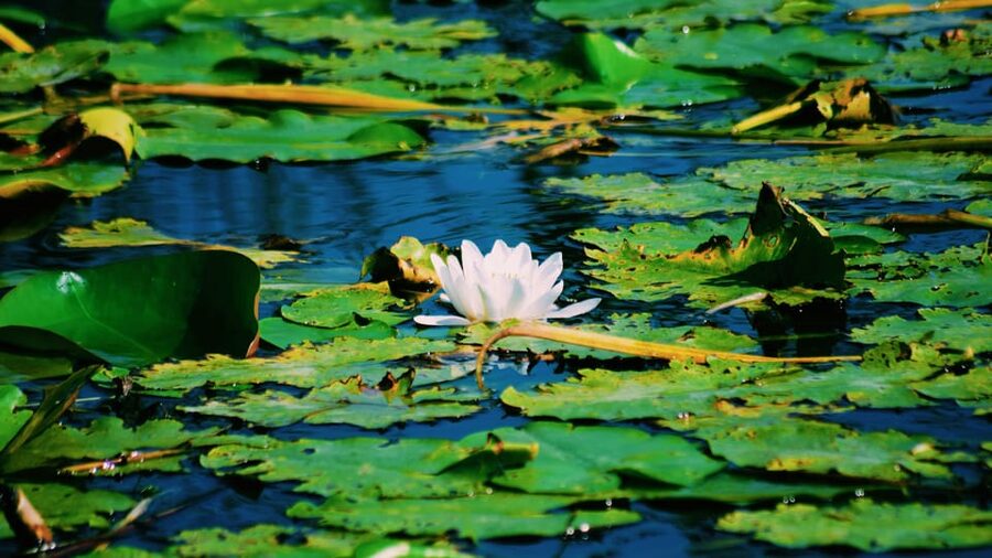 Danube Delta: Boat Tour Through the Water Lily Reserve - Meeting the boat at Murighiol
