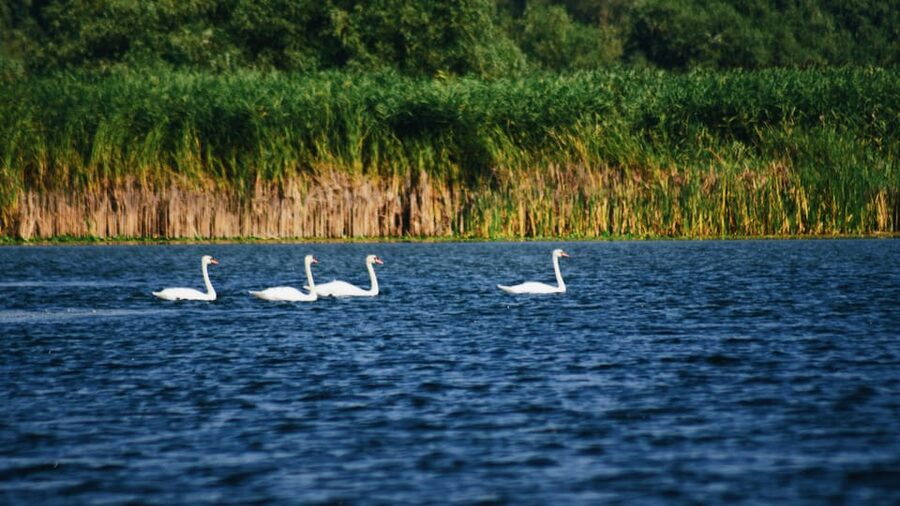 Danube Delta: Boat Tour Through the Water Lily Reserve - Watching birds without a zoo fence