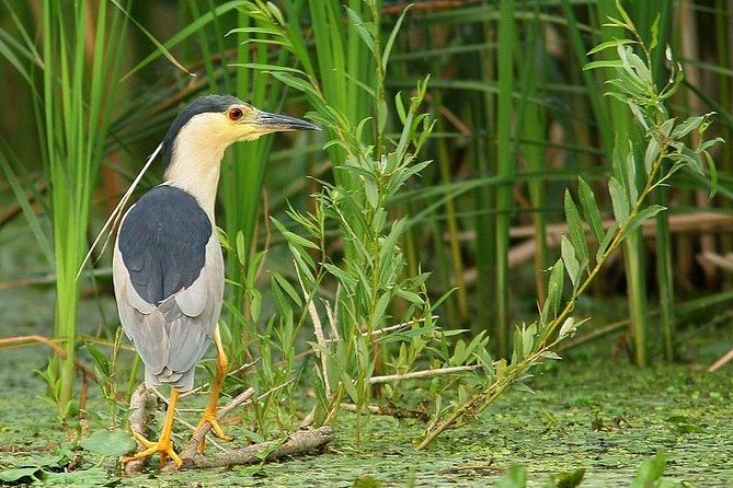 Danube Delta Private Tour from Bucharest - 2 Days tour - Sulina Beach and the Black Sea edge