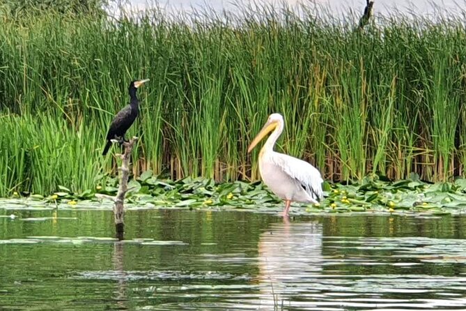 Danube Delta - Private Tour with Boat Trip & Traditional Lunch - Four hours among birds, fish, and marshes