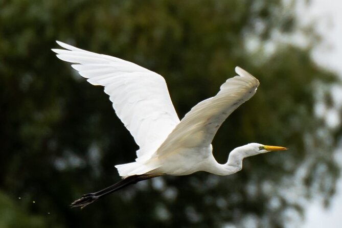 Danube Delta - Private Tour with Boat Trip & Traditional Lunch - A traditional fish lunch in the delta