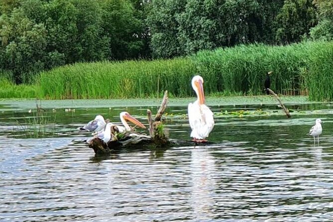 Danube Delta - Private Tour with Boat Trip & Traditional Lunch - What the $227.70 price really buys you