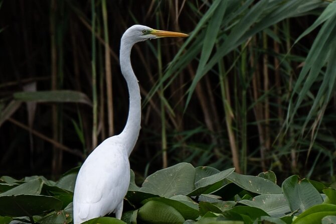 Danube Delta - Private Tour with Boat Trip & Traditional Lunch - Who should book this day trip