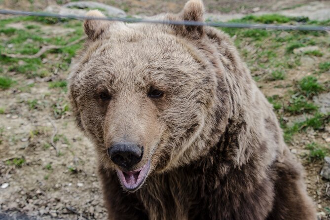 Day Trip Bear Sanctuary, Bran Castle, Rasnov Fortress from Brasov - Who should book this experience?