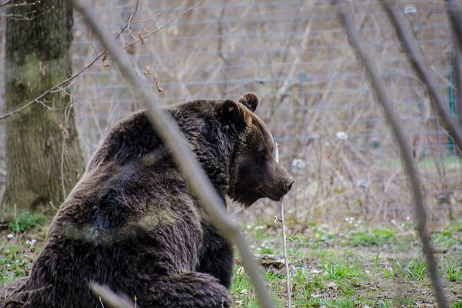 Day Trip Bear Sanctuary, Bran Castle, Rasnov Fortress from Brasov - Should you book the Brasov bear sanctuary and castle tour?