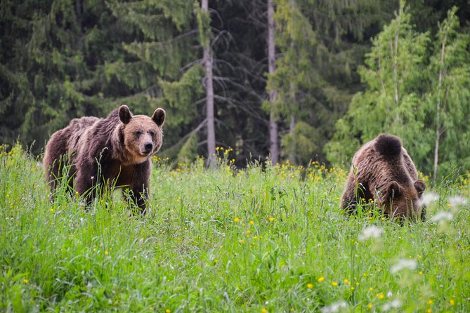 Day Trip & Bear Watching in the Land of Volcanoes - Why this Brasov day trip is worth your time