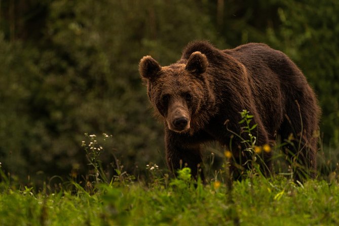 Day Trip & Bear Watching in the Land of Volcanoes - Balvanyos and the wait for wild brown bears
