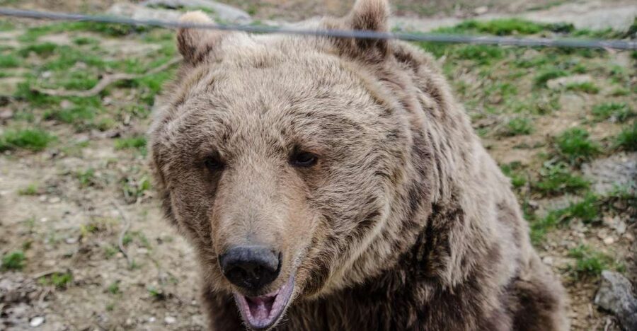 Day trip Bran Castle, Rasnov Fortress and Bear Sanctuary - LiBEARty Sanctuary: the most meaningful stop