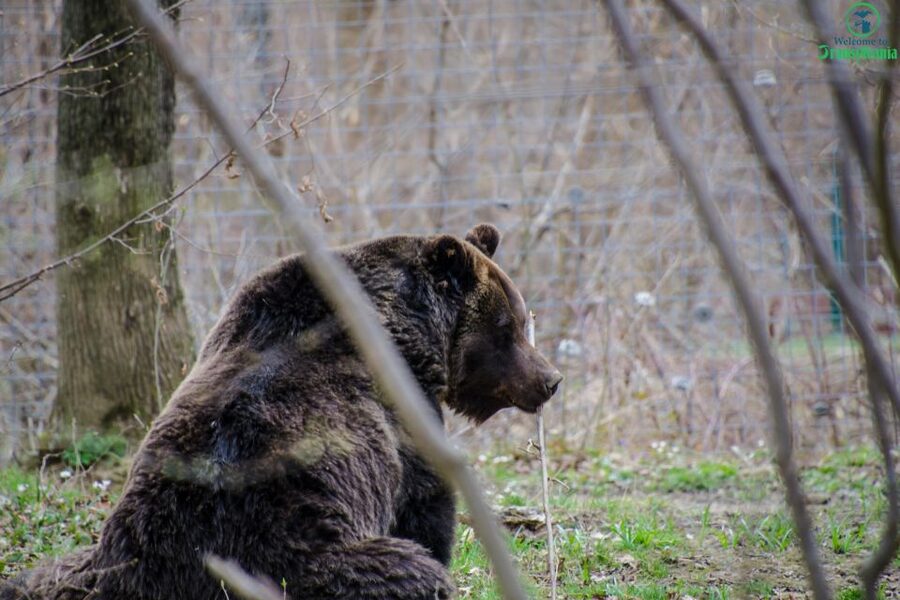 Day trip Bran Castle, Rasnov Fortress and Bear Sanctuary - Time, transport, and the practical trade-offs