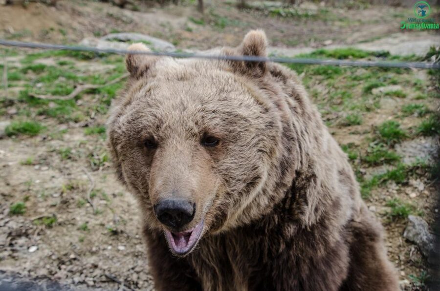 Day trip Bran Castle, Rasnov Fortress and Bear Sanctuary - Starting in Brasov with hotel pickup