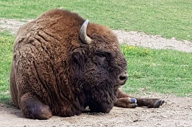 Day trip from Brasov: Bison reserve & traditional lunch - Key points to know before booking