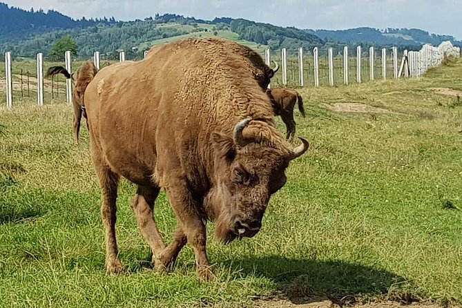 Day trip from Brasov: Bison reserve & traditional lunch - Leaving Brasov for Vama Buzaului