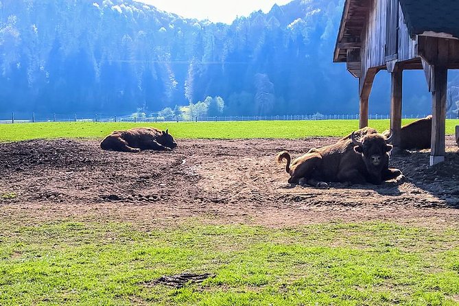 Day trip from Brasov: Bison reserve & traditional lunch - The waterfall walk and what to expect