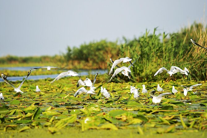 Day Trip from Bucharest to Danube Delta - Reaching the Danube Delta by boat