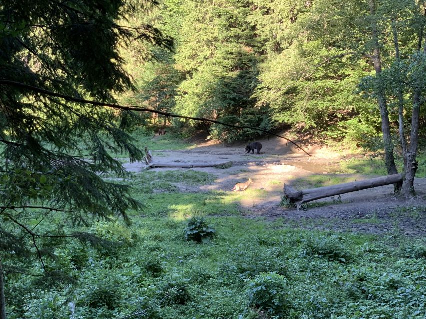 From Brasov: Bear Watching in the Wild - Key points to know before you book