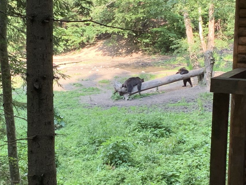 From Brasov: Bear Watching in the Wild - Why this bear trip is different from a zoo visit