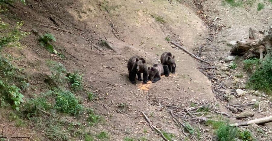 From Brasov: Bear Watching in the Wild - Meeting the ranger and entering the forest