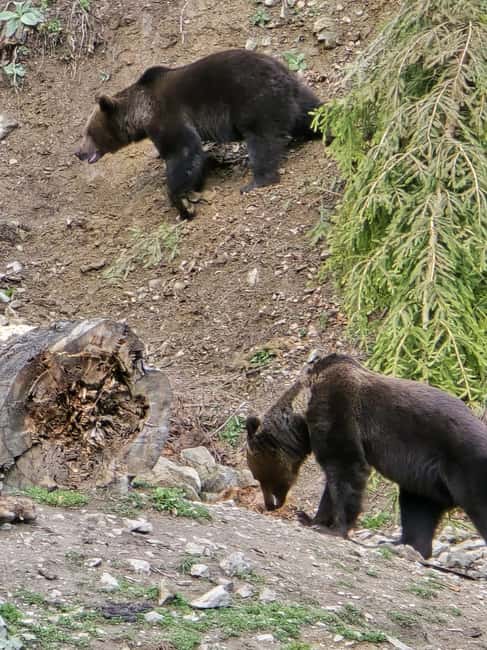 From Brasov: Bear Watching in the Wild - Two hours watching bears from the observatory