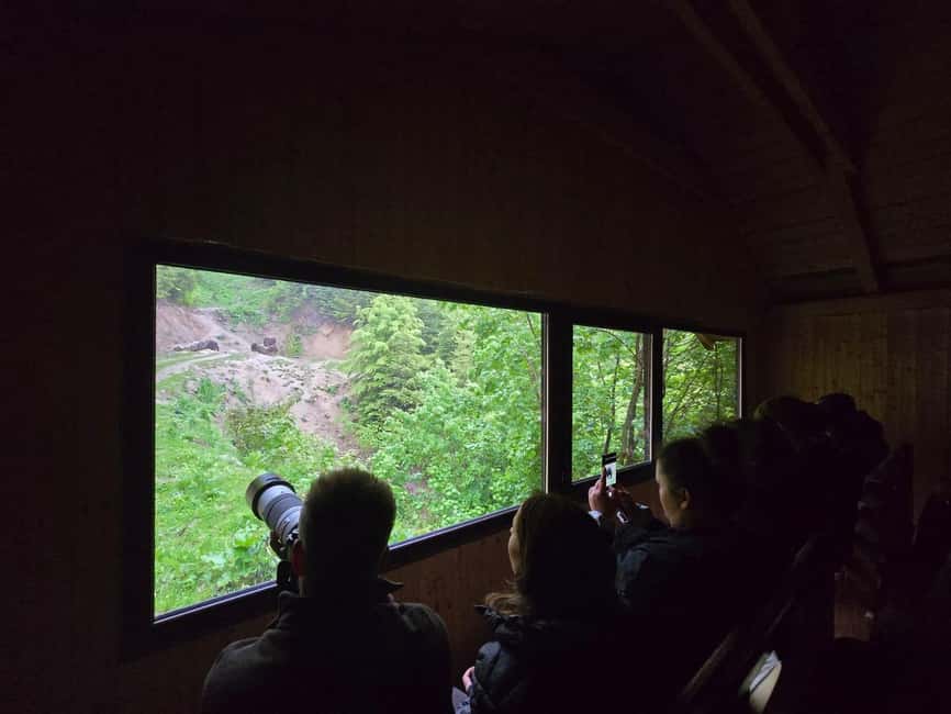 From Brasov: Bear Watching in the Wild - A responsible way to see large wild animals