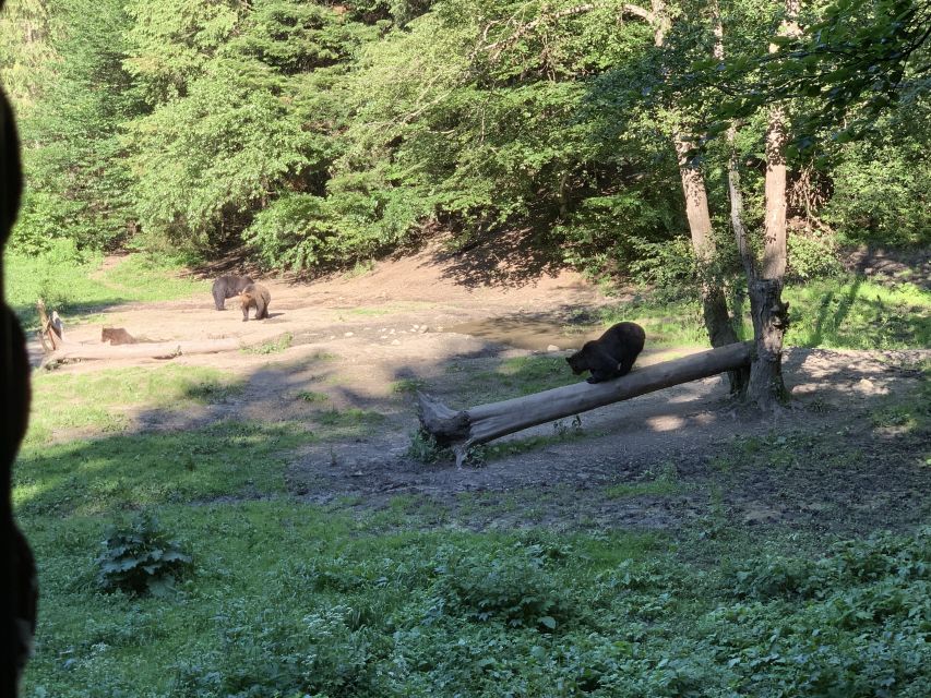 From Brasov: Bear Watching in the Wild - Who will enjoy this outing most?