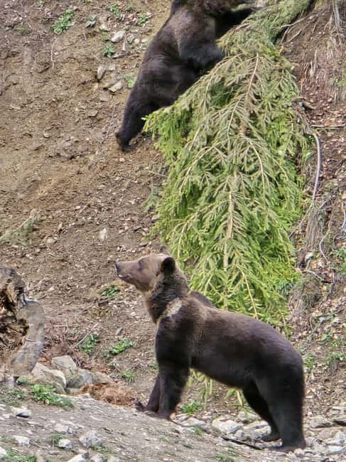 From Brasov: Bear Watching in the Wild - Booking flexibility and practical planning