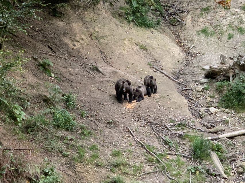 From Brasov: Bear Watching in the Wild - The 30-minute ride from Brasov