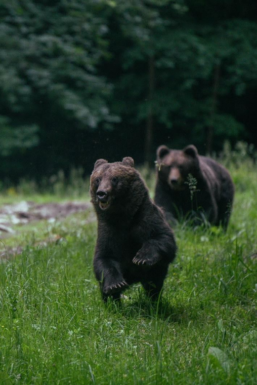 From Brasov: Brown Bear Watching in the Carpathian Mountains - Key points before you book