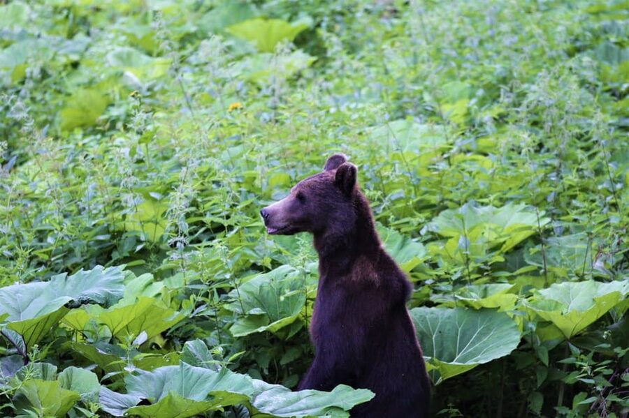 From Brasov: Brown Bear Watching in the Carpathian Mountains - Who should book this experience?