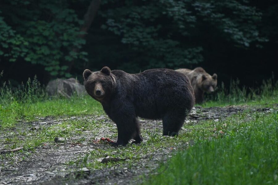 From Brasov: Brown Bear Watching in the Carpathian Mountains - Leaving Brasov at Bulevardul Eroilor 35