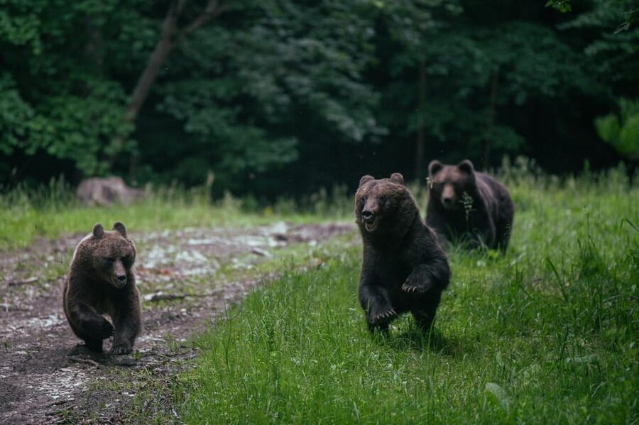 From Brasov: Brown Bear Watching in the Carpathian Mountains - Walking 15 to 40 minutes to the hide