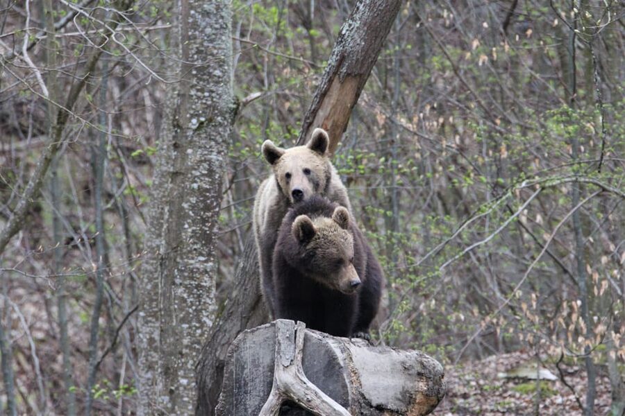 From Brasov: Brown Bear Watching in the Carpathian Mountains - Settling into the bear hide