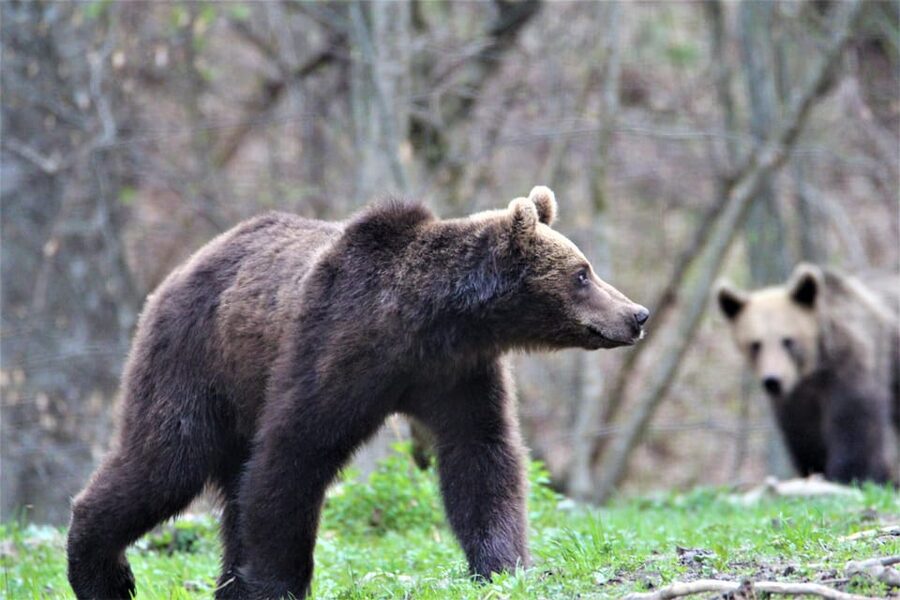 From Brasov: Brown Bear Watching in the Carpathian Mountains - What you may see in two hours
