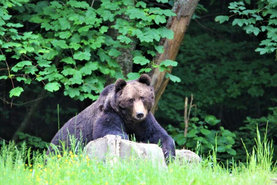 From Brasov: Brown Bear Watching in the Carpathian Mountains - How ethical is the bear feeding?