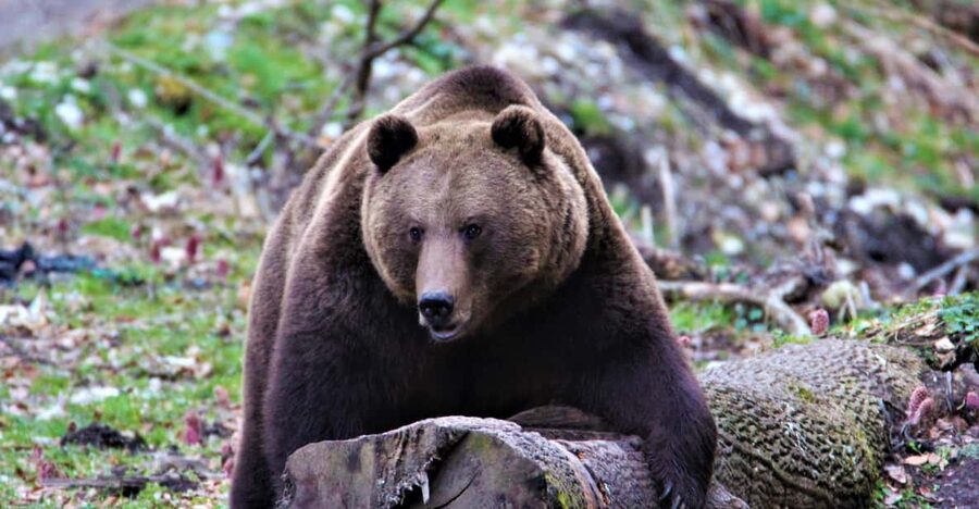 From Brasov: Brown Bear Watching in the Carpathian Mountains - The guides are a major part of the value