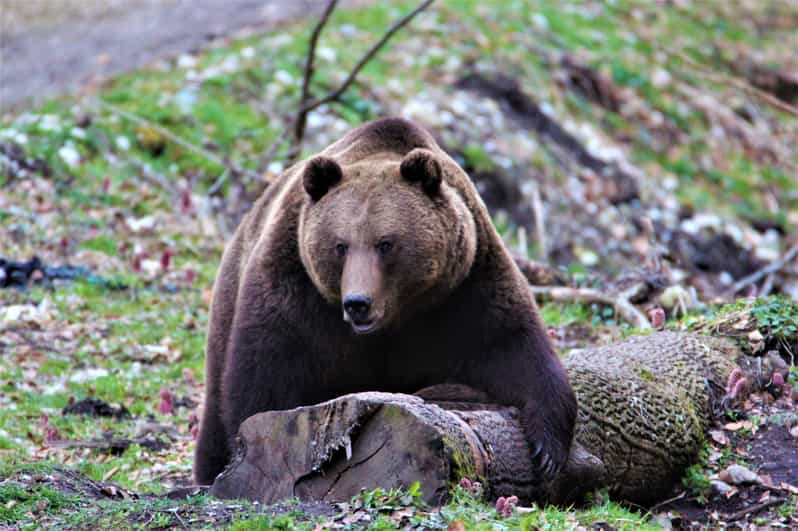 From Brasov: Brown Bear Watching in the Carpathian Mountains - Is $79 good value?